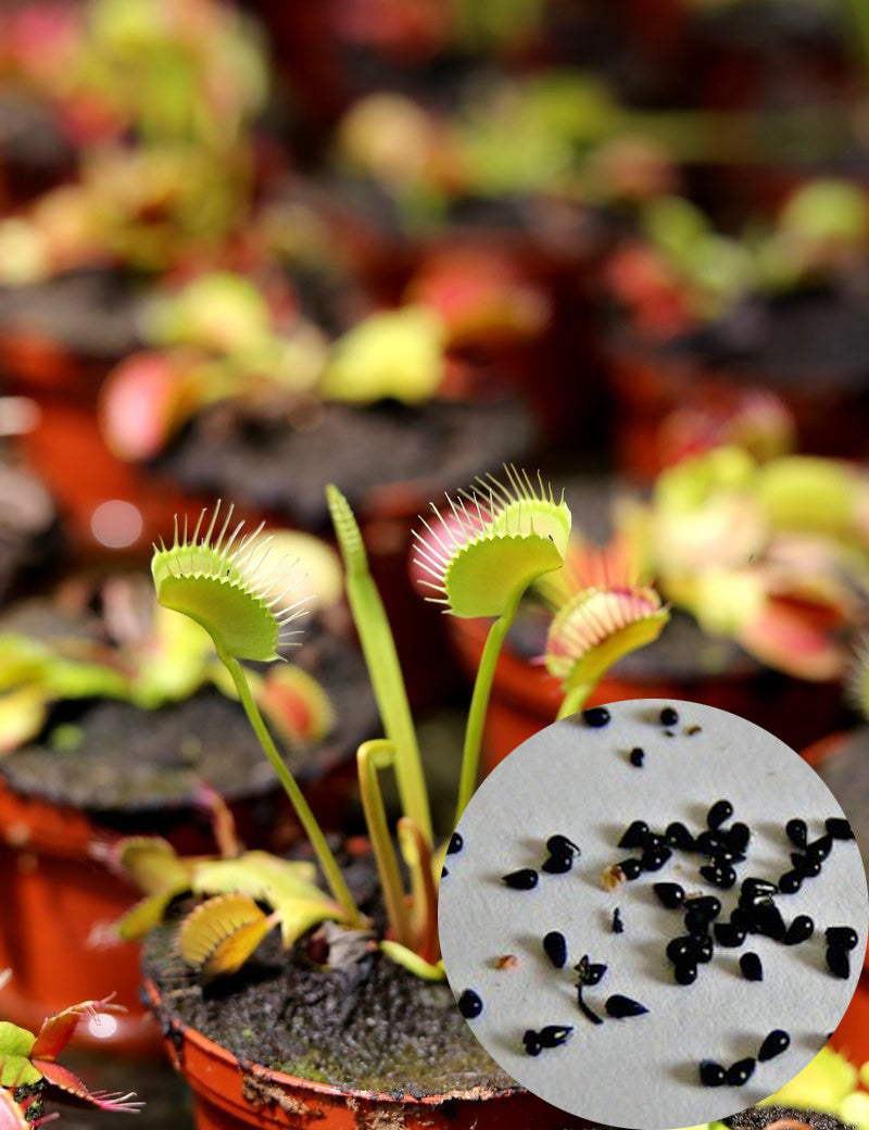 Dionaea muscipula-Samen