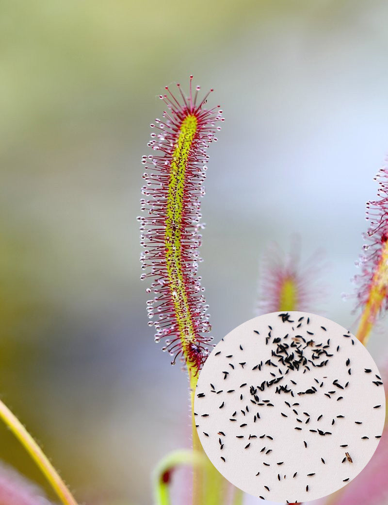 Drosera capensis seeds