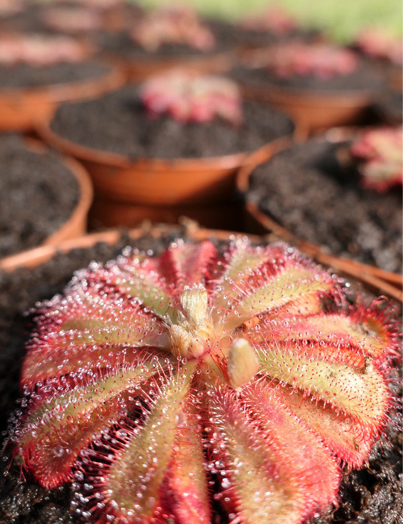 Drosera aliciae