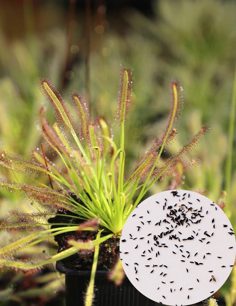 Drosera-Samen (Mischung)