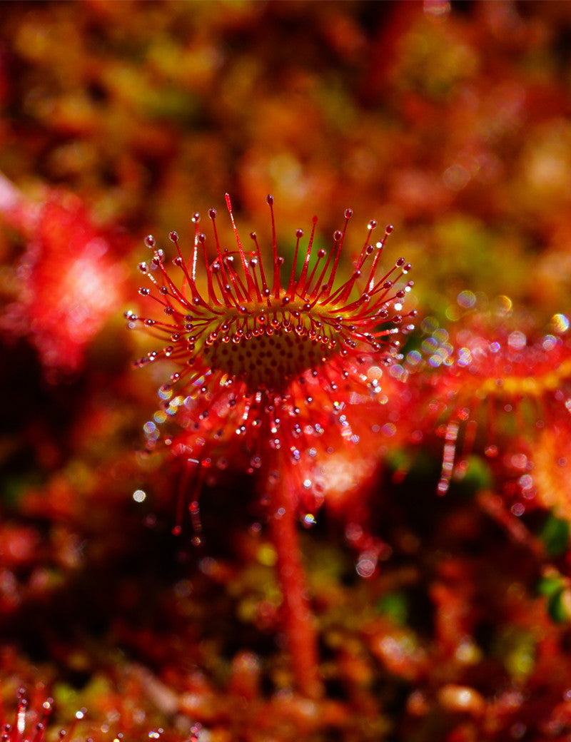 Graines de Drosera rotundifolia