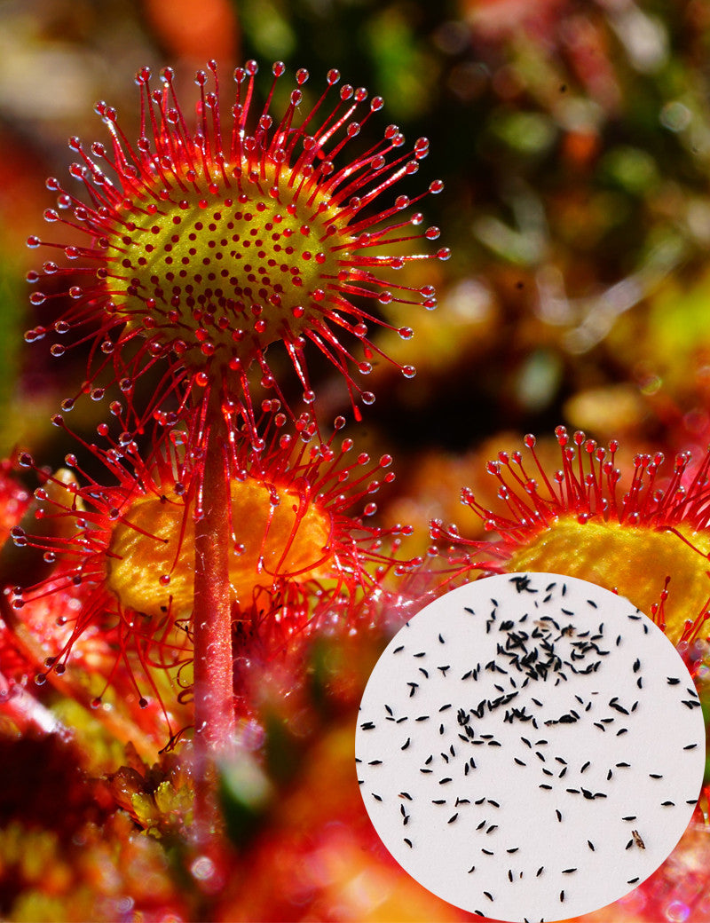 Graines de Drosera rotundifolia