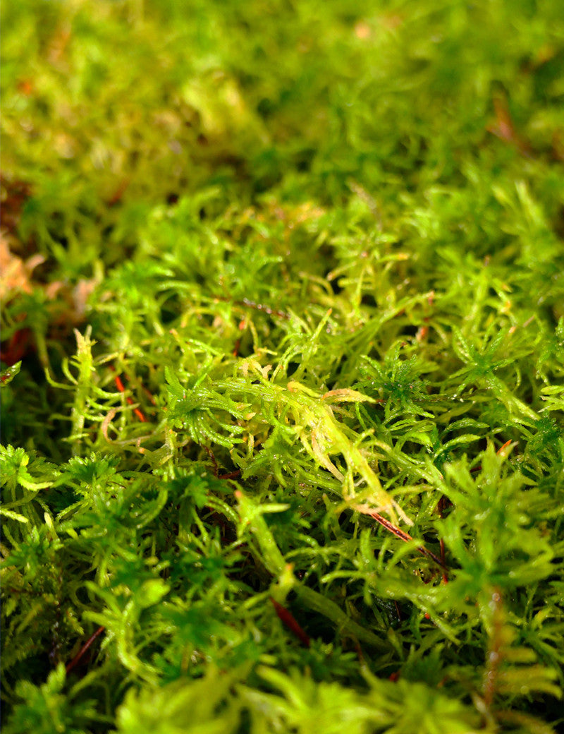 Lebendes Sphagnummoos - Sphagnum cristatum