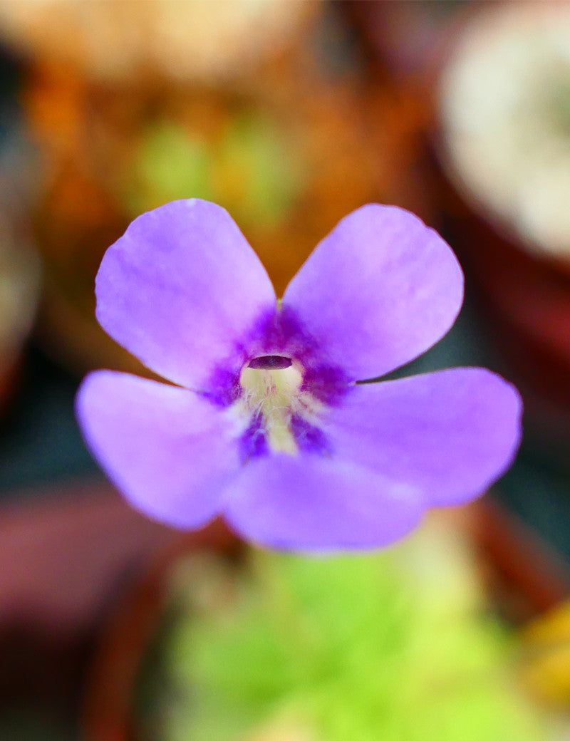 Pinguicula x bailly