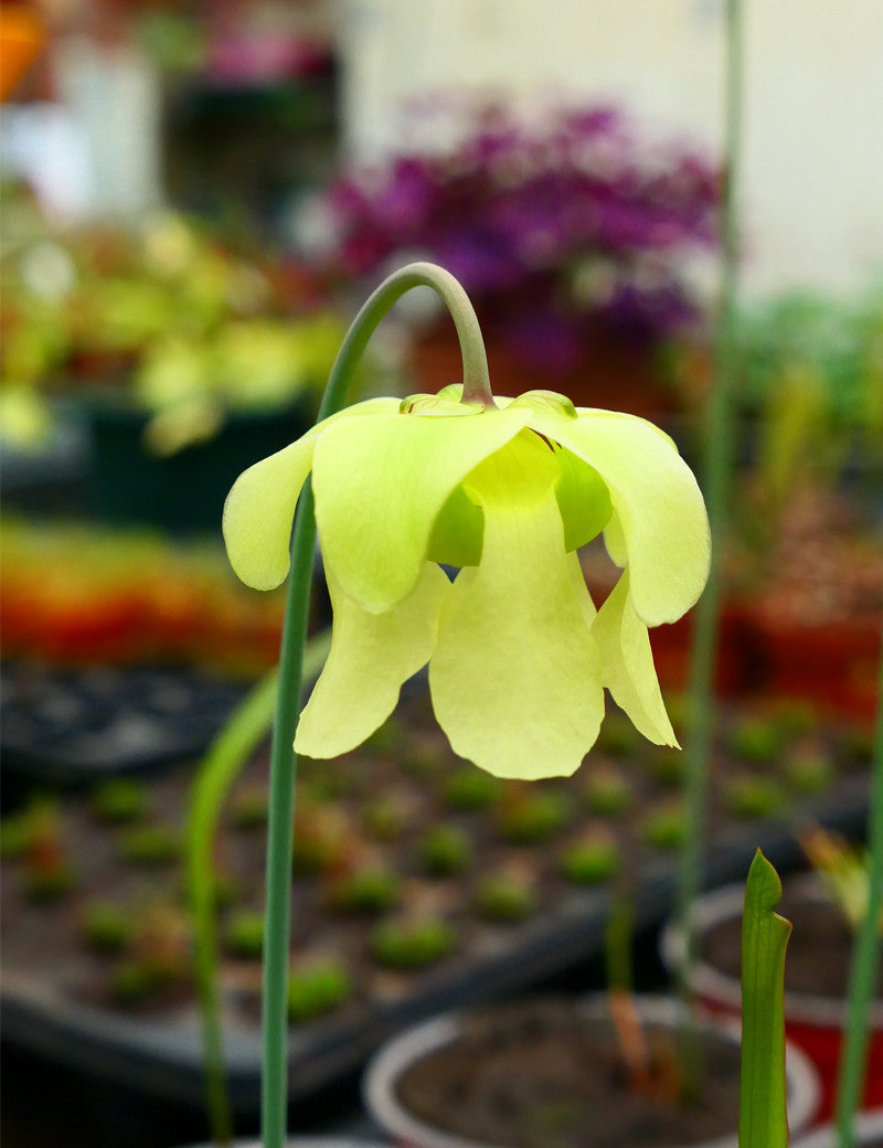 Sarracenia 'Juthatip Soper'