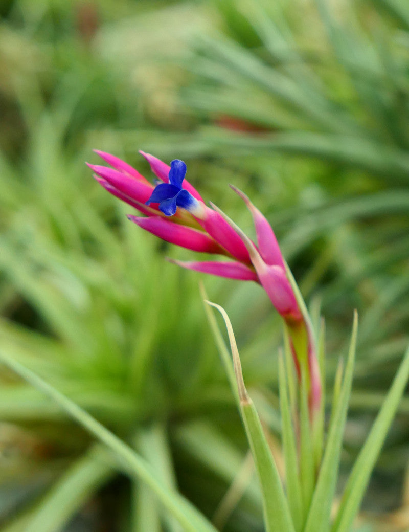 Tillandsia aeranthos - 0