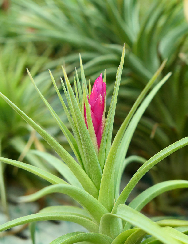 Tillandsia aeranthos