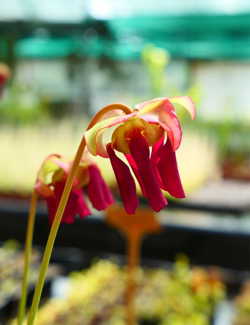 Sarracenia x (x excellens x readii)