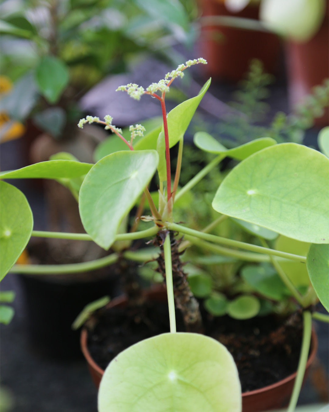 Pilea peperomioides - 15 to 20cm