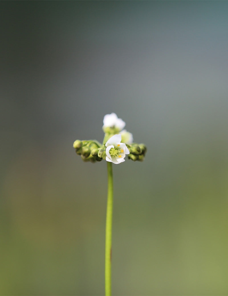 Drosera binata – Berg Ruapehu – Alpenform - 0