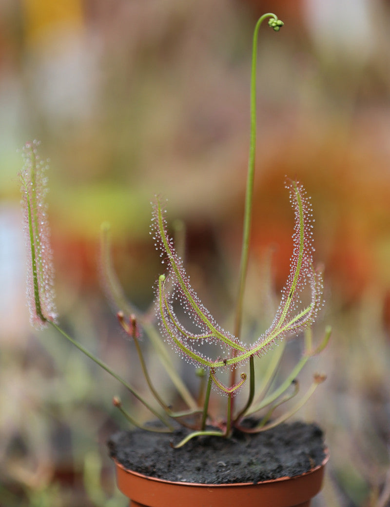 Drosera binata - Mont Ruapehu - Alpin form - 0