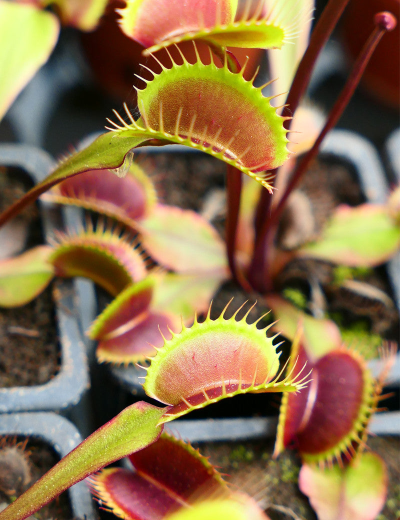 Dionaea muscipula Claytons Vulkanrot