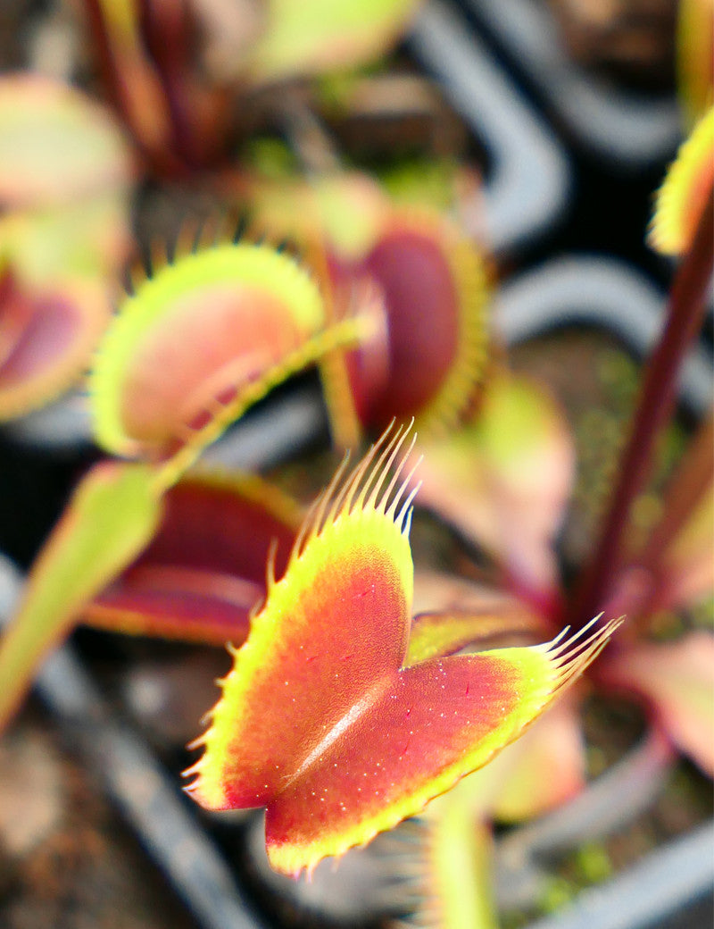 Dionaea muscipula Claytons Vulkanrot