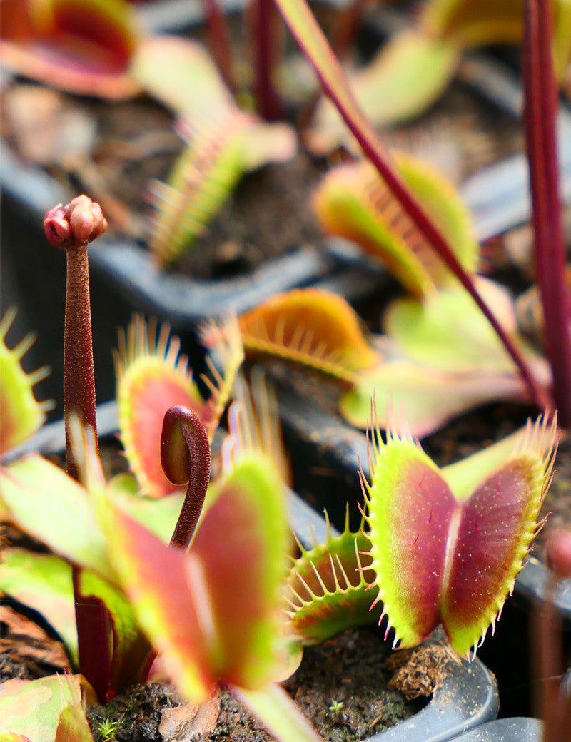 Dionaea muscipula Claytons Vulkanrot