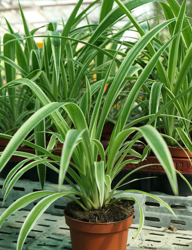 Chlorophytum Pacific