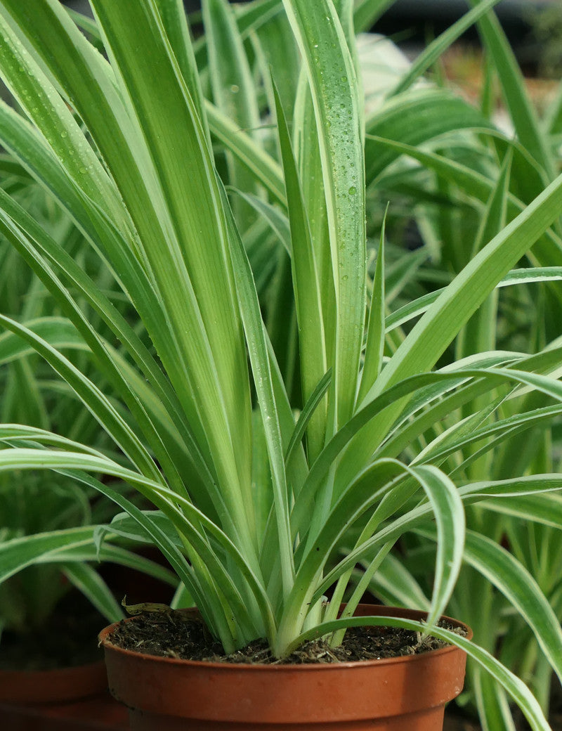 Chlorophytum Pacific