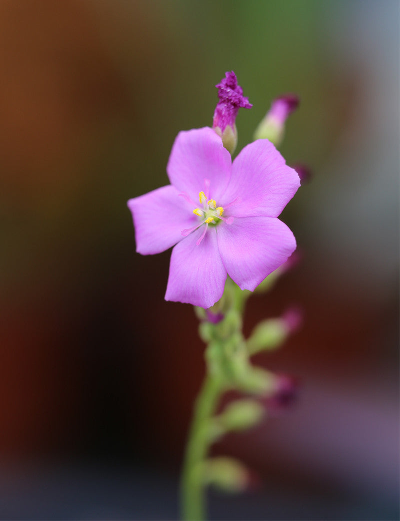 Drosera capensis - 0