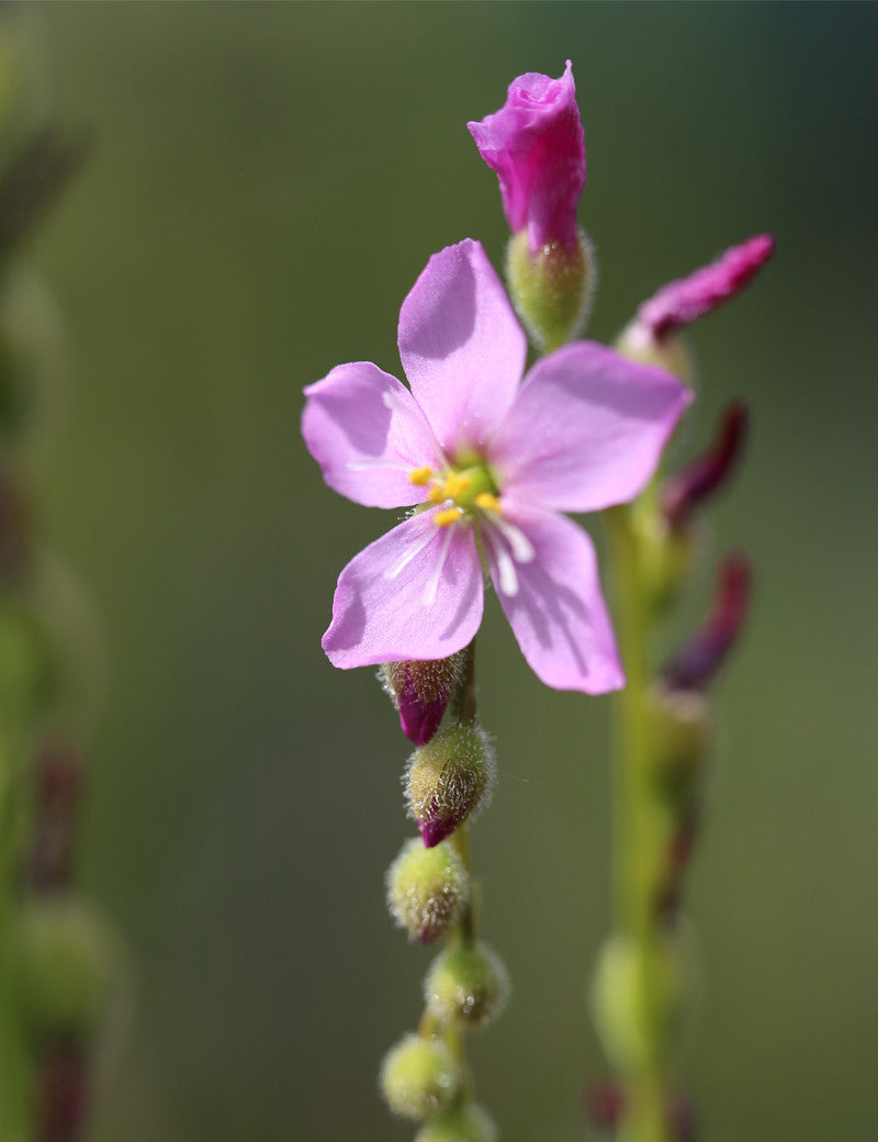 Drosera filiformis Klon 2