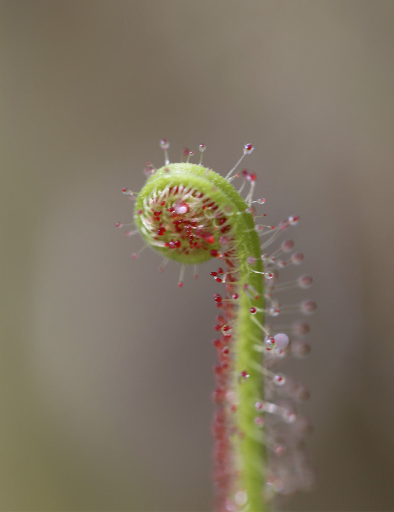 Drosera filiformis Klon 2