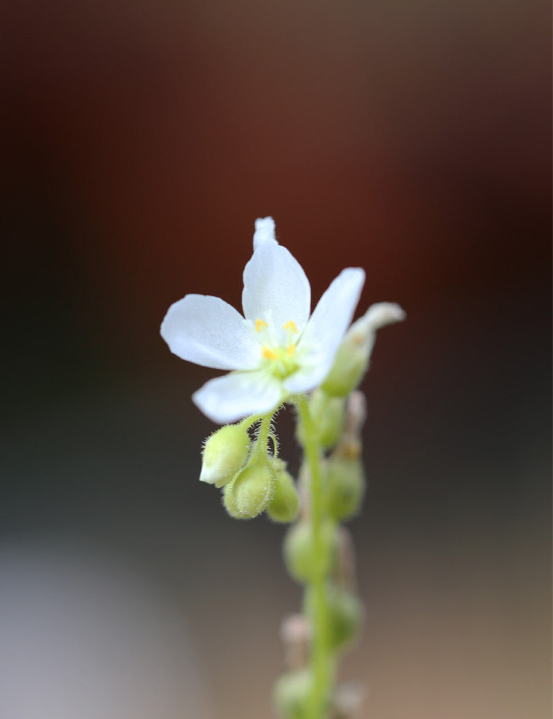 White Drosera capensis - 'Albino' - 0