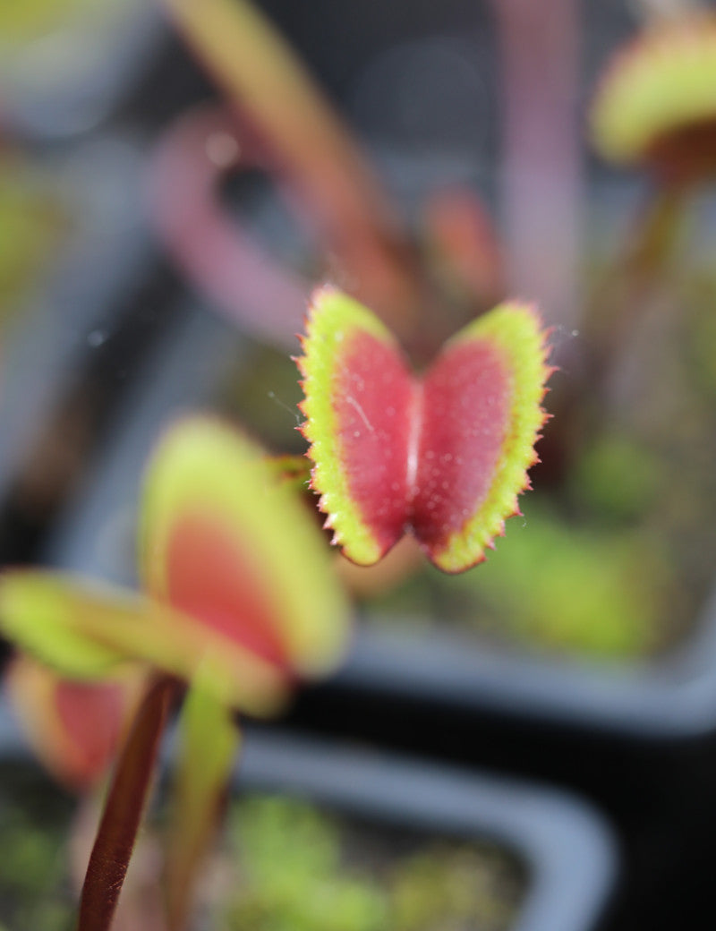 Dionaea muscipula 'Red Piranha'