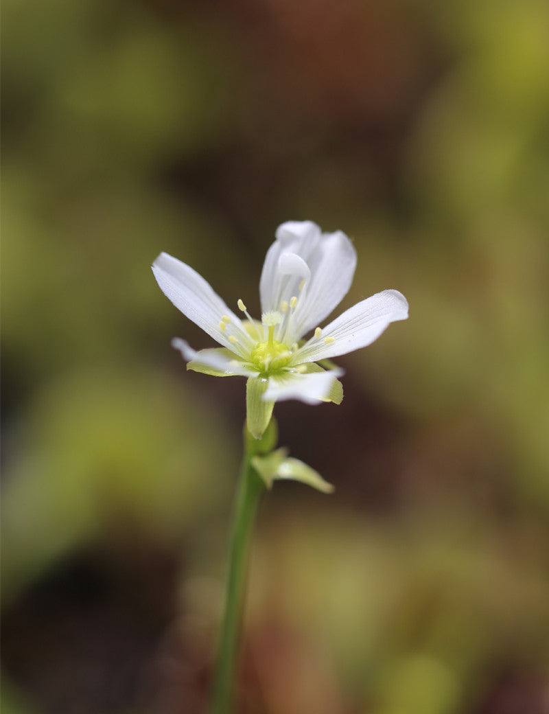 Dionaea muscipula / Attrape-mouche de Vénus / Dionée