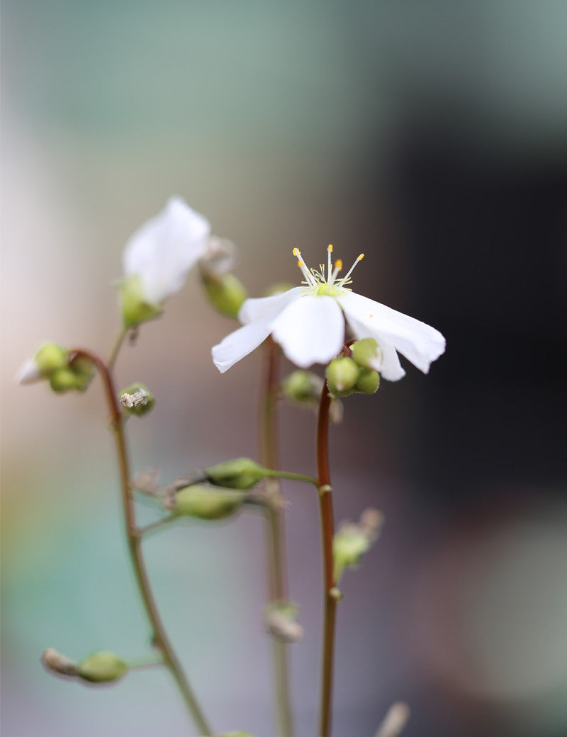 Drosera binata var. dichotoma giant form