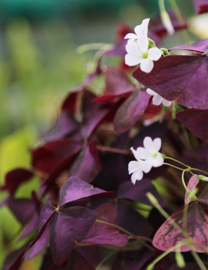 Oxalis triangularis | Trèfle pourpre