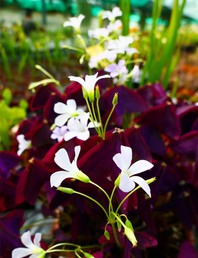 Oxalis triangularis | Trèfle pourpre - 0