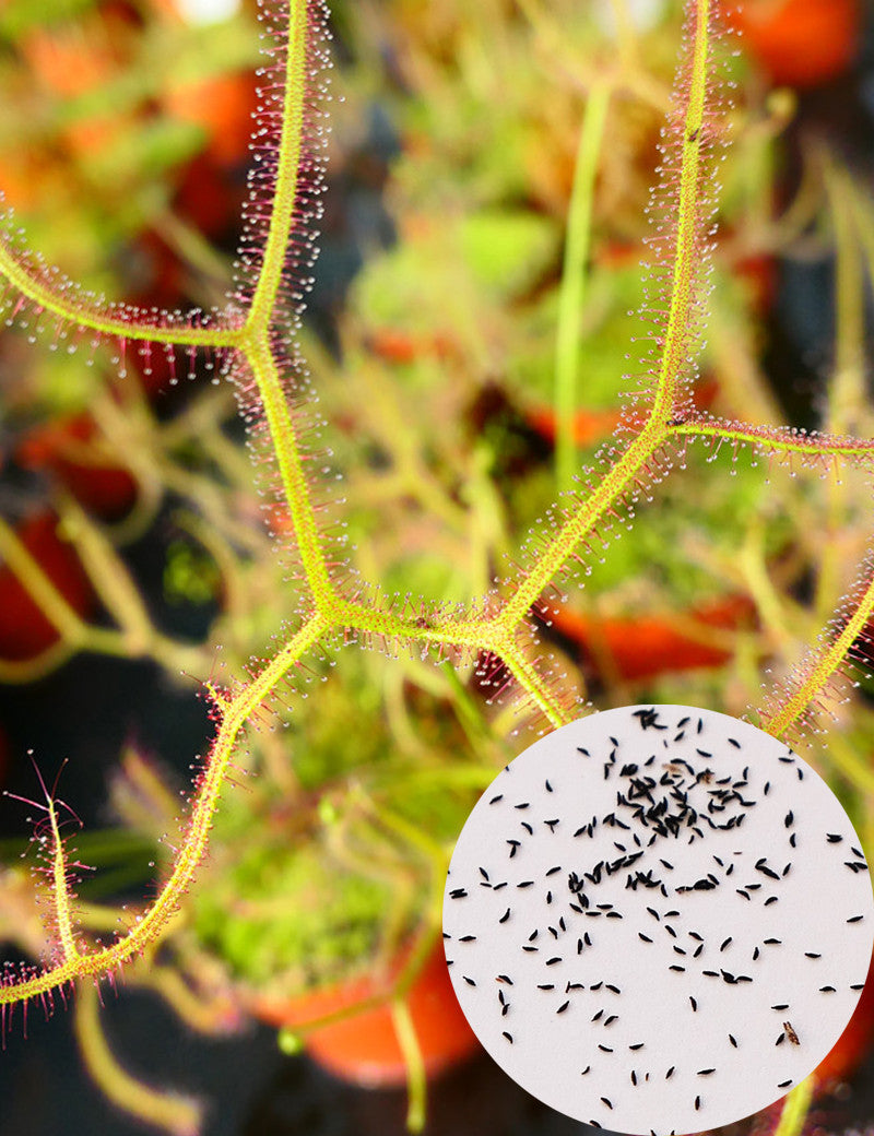 Samen von Drosera binata var. Dichotoma