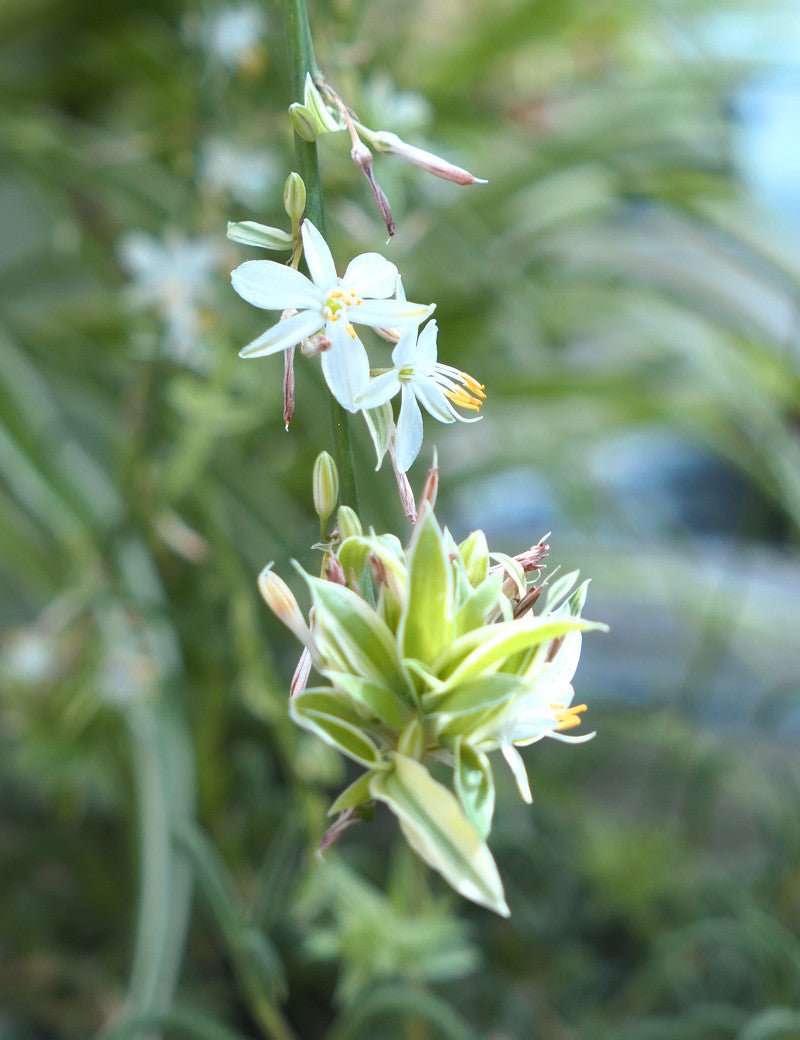 Chlorophytum Pacific