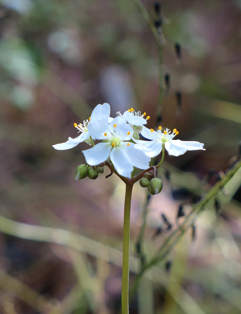 Drosera binata var. multifida - 0