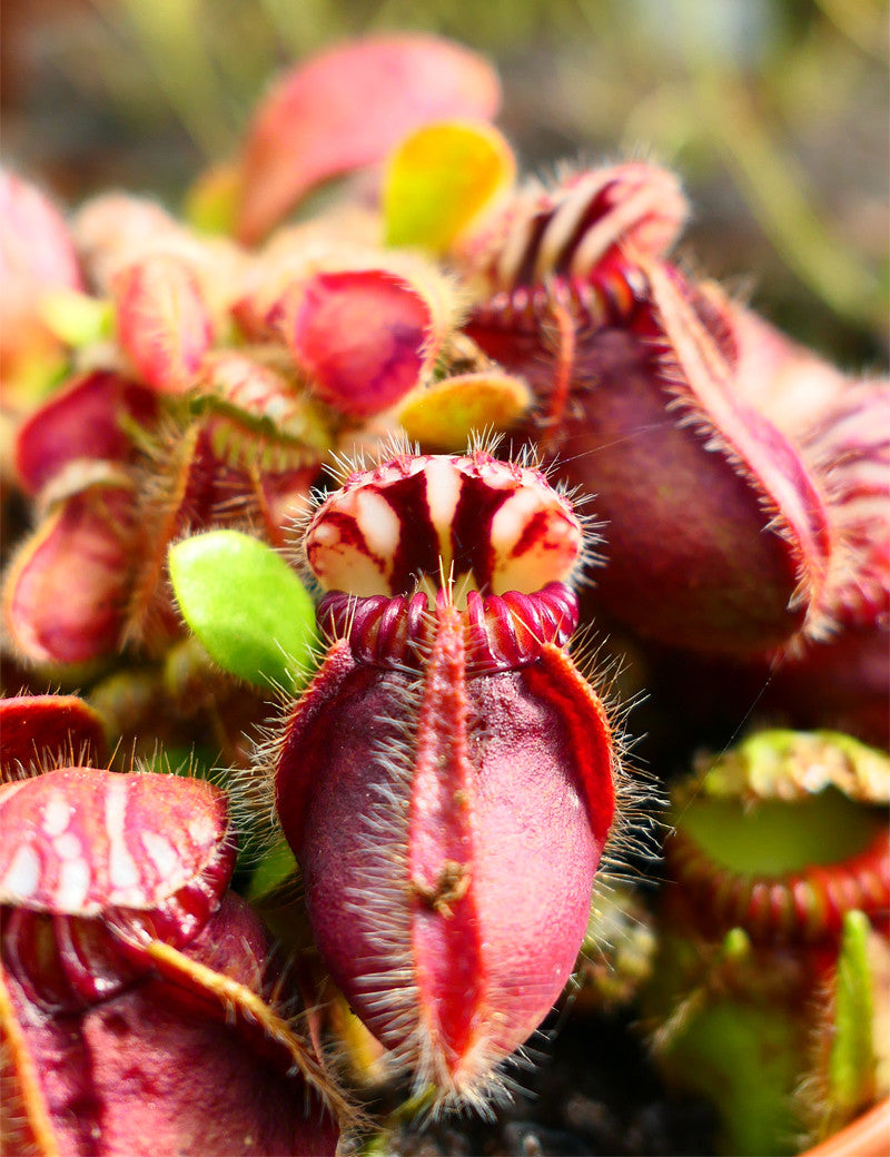 Cephalotus follicularis