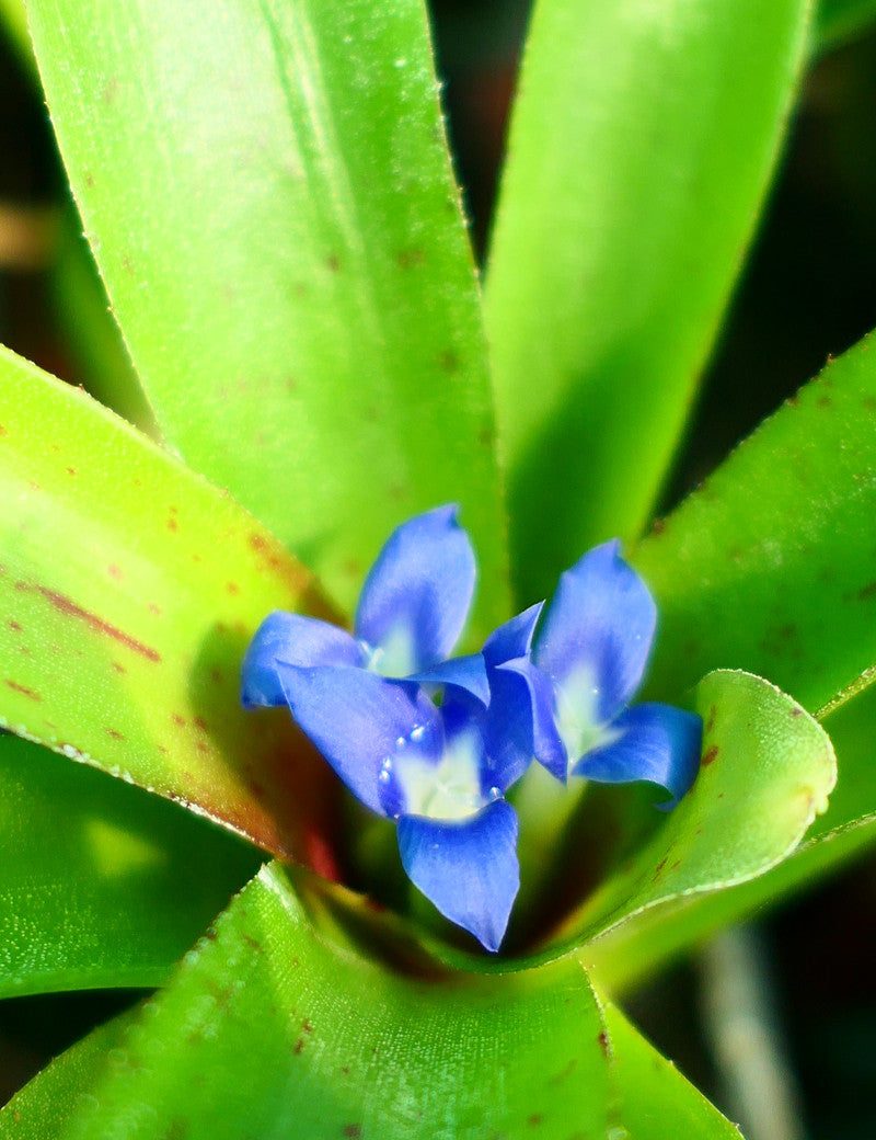 Neoregelia 'Narziss'