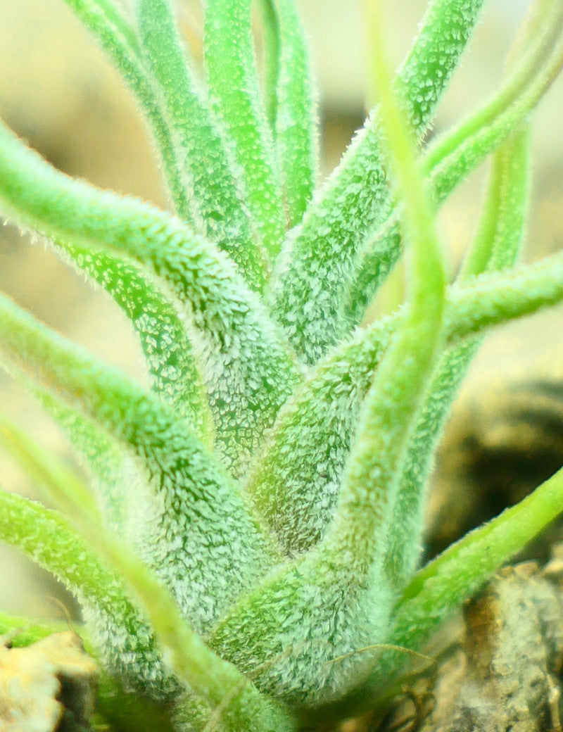 Tillandsia pruinosa - 8 à 10 cm