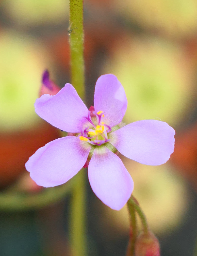 Drosera aliciae