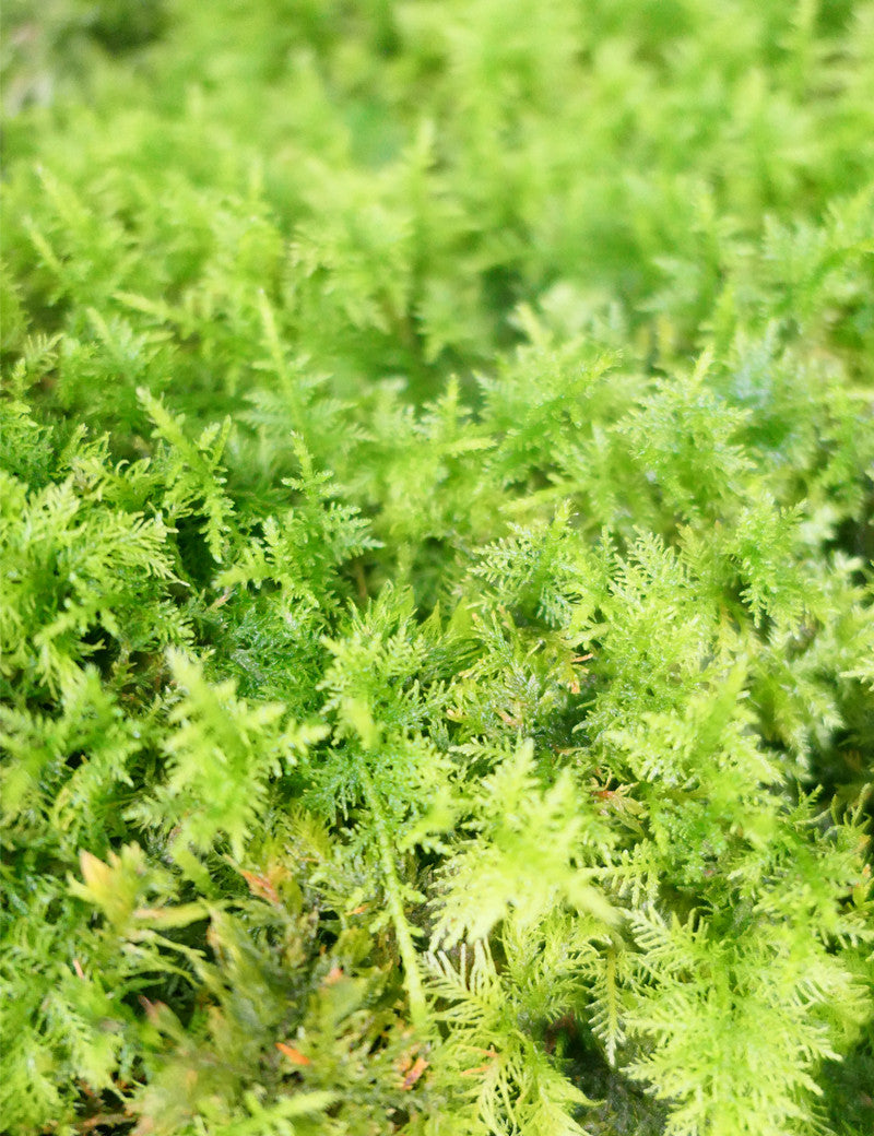 Living fern moss - Hylocomia splendens