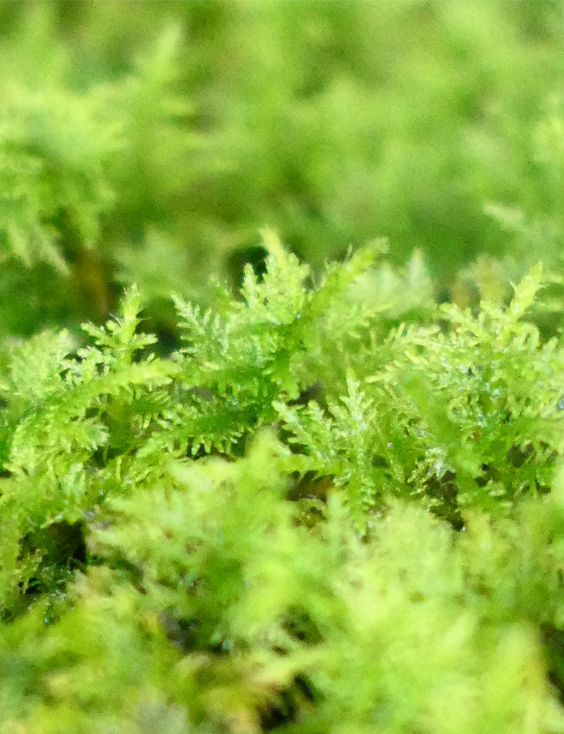 Living fern moss - Hylocomia splendens