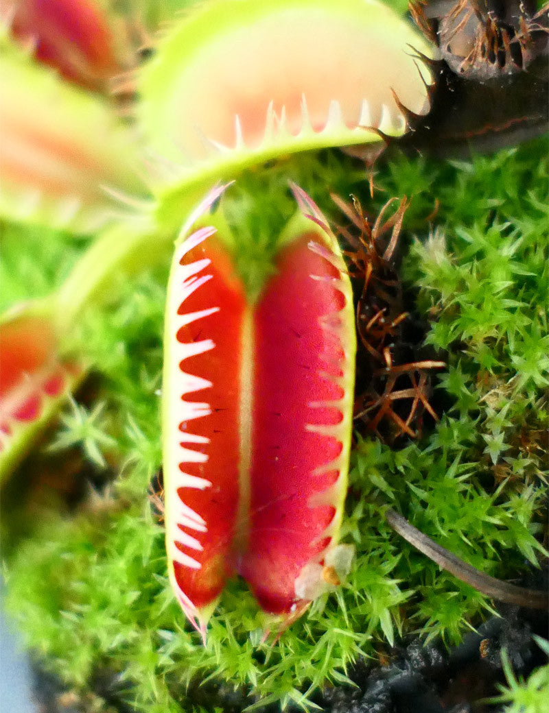 Dionaea muscipula 'Louchapates' - 0