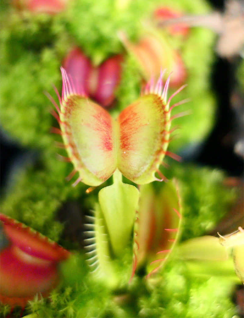 Dionaea muscipula 'Fine Tooth x Red' Klon 1