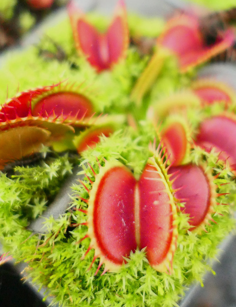 Dionaea muscipula 'Fine Tooth x Red' Clone 2