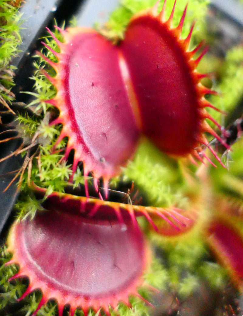 Dionaea muscipula 'Giant Big Mouth' - 0