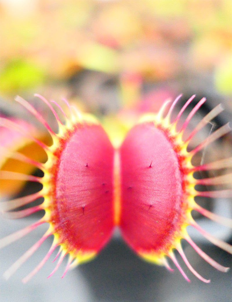 Dionaea muscipula 'B52'