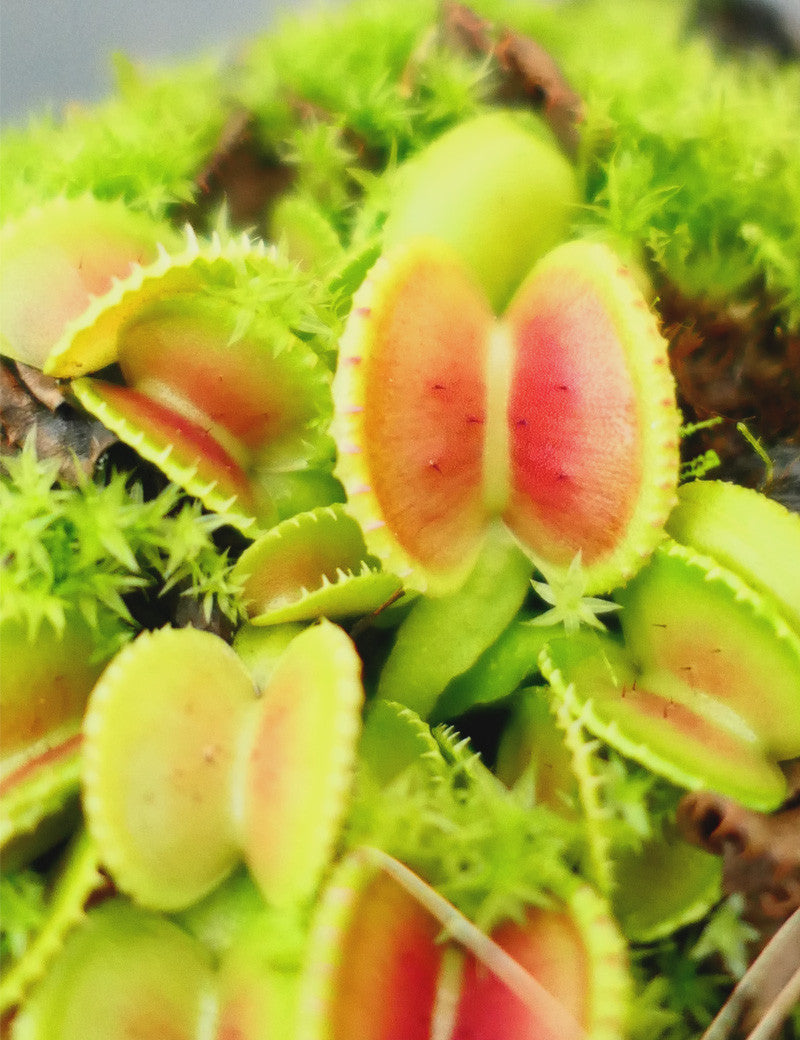 Dionaea muscipula 'Shell'