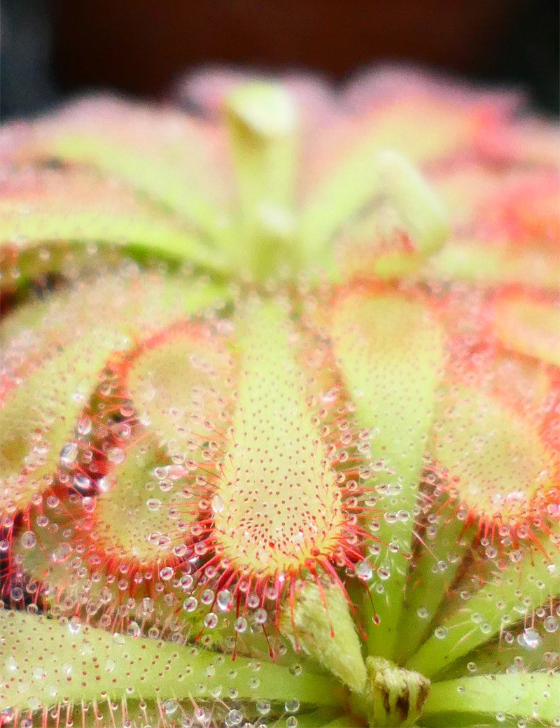 Drosera aliciae - 0