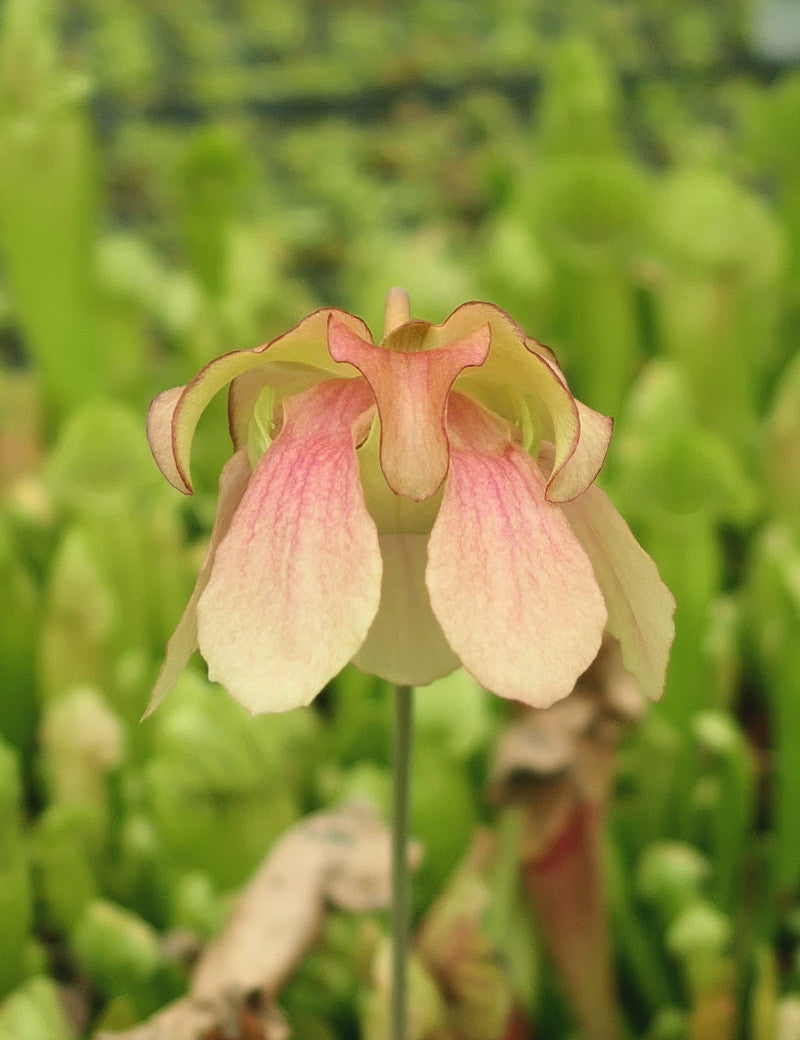 Hybride Sarracenia BARBA