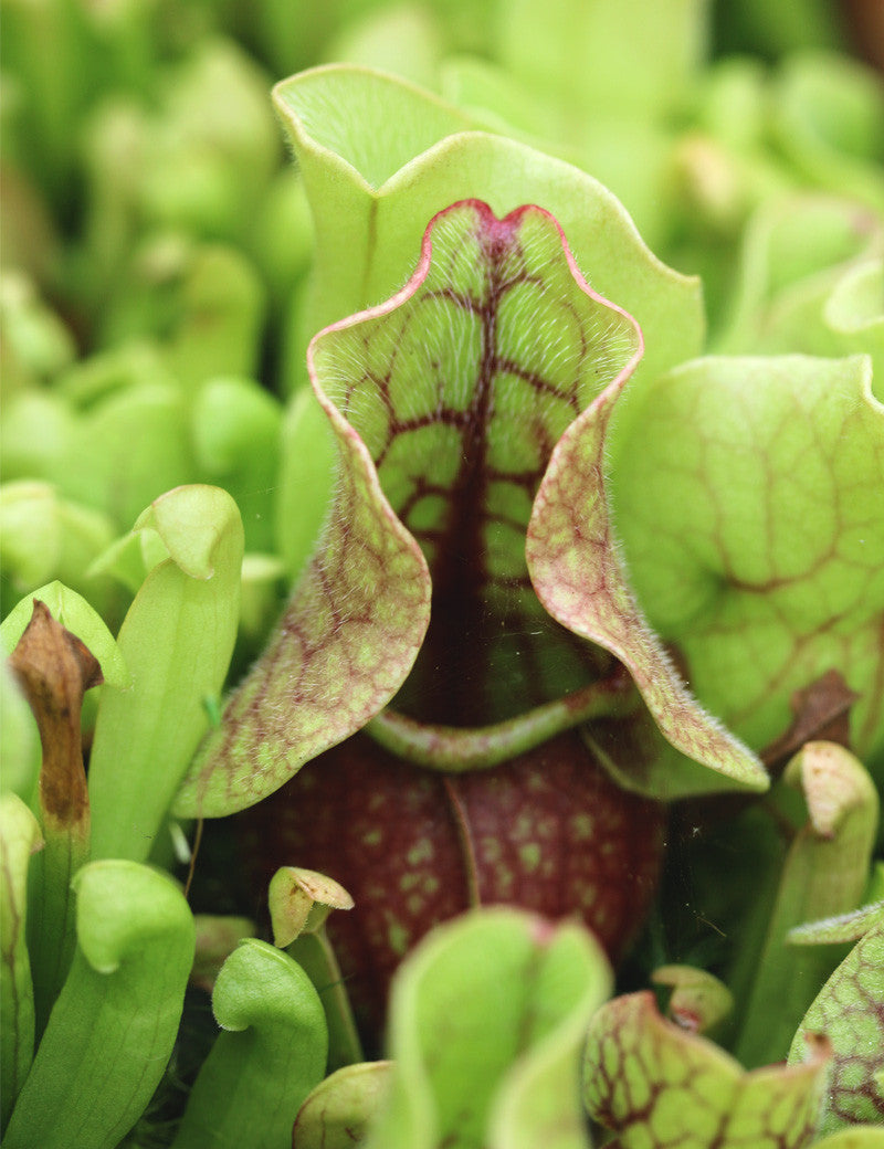 Sarracenia purpurea subsp. venosa