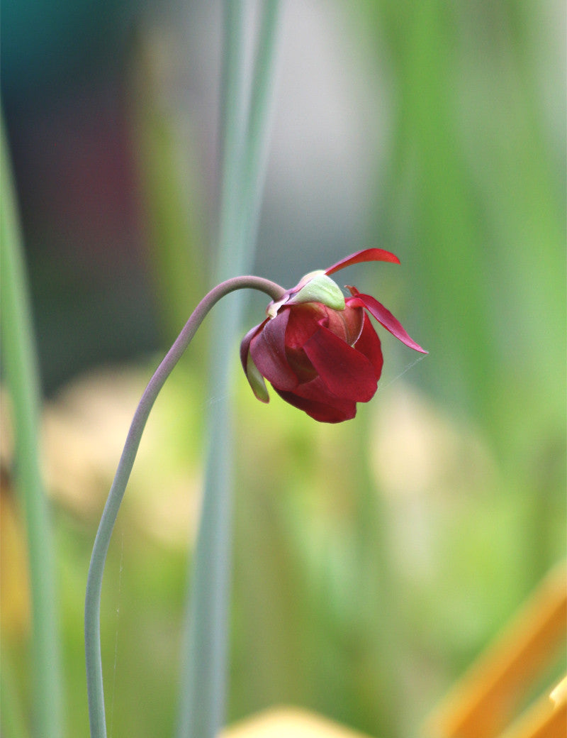 Sarracenia leucophylla kurz weichhaarig rosa