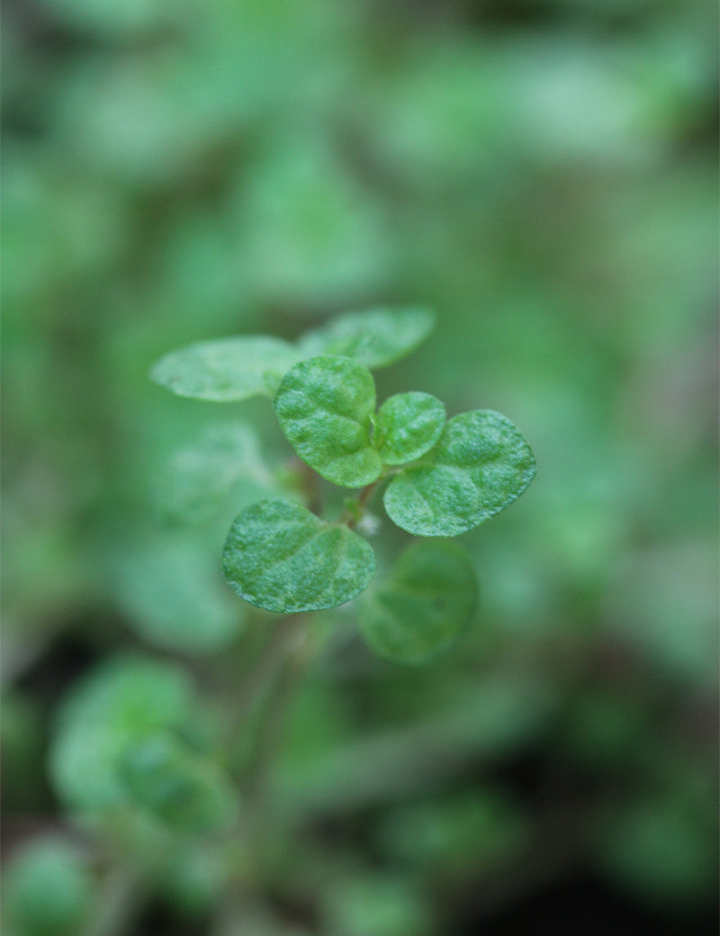 Soleirolia soleirolia (Helxine) - 0