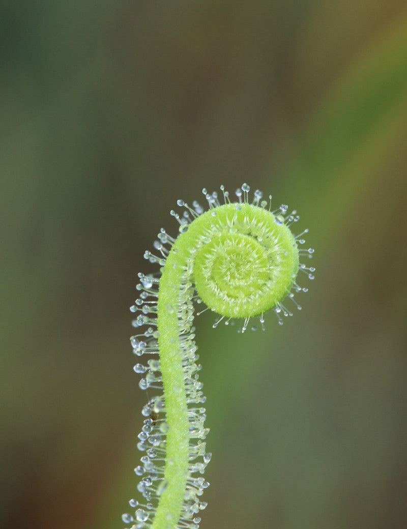 Drosera filiformis var. tracyi - 0